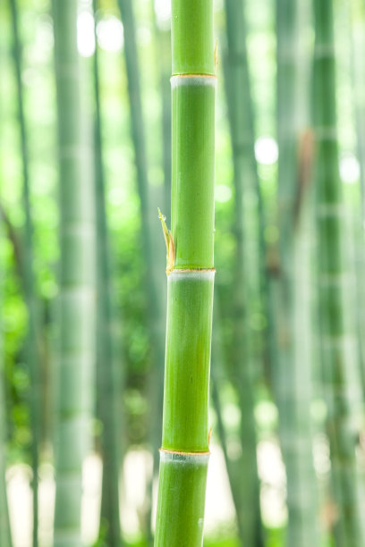 新发芽的竹