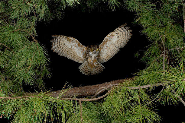 strix