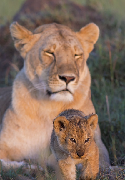 serengeti