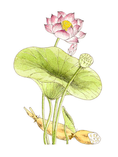 莲藕插画