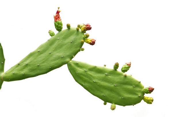 cacti