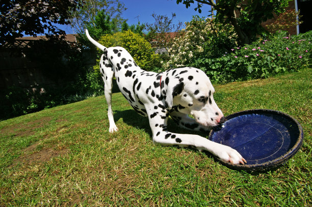 dalmatian