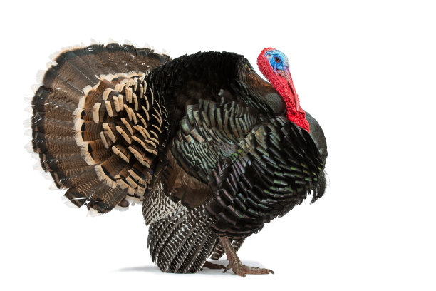 turkey