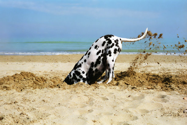 dalmatian