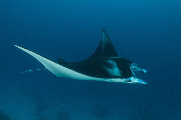 stingray