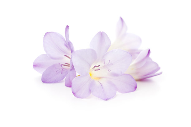 freesia