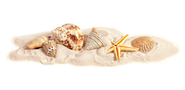 seashell