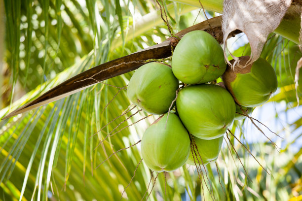 coconut