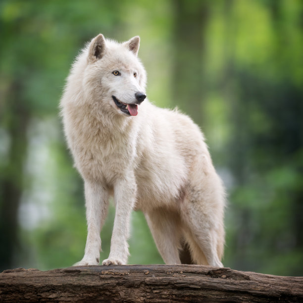 wolf