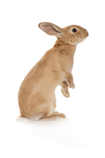 bunny