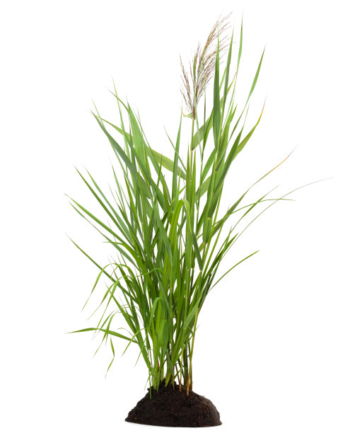reed