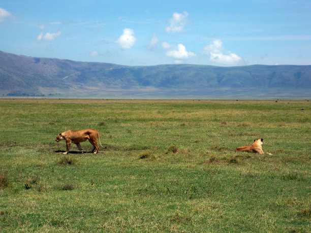 ngorongoro