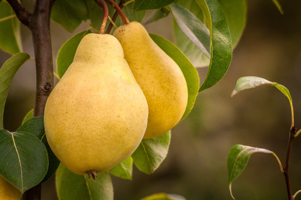 pyrus