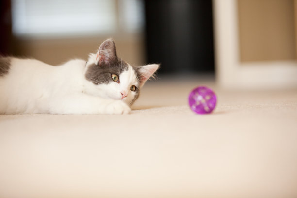 小猫玩具可爱猫咪