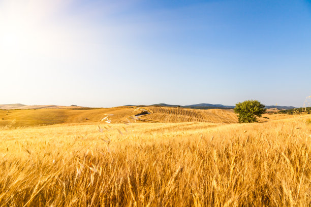 triticum