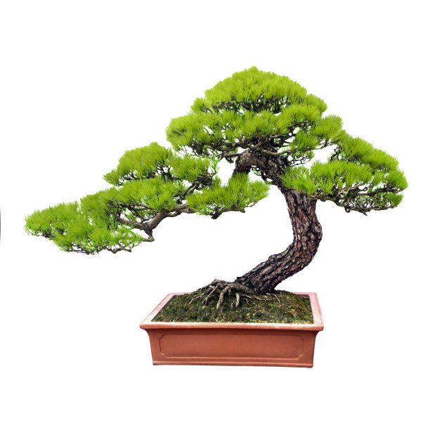 bonsai
