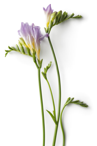 freesia