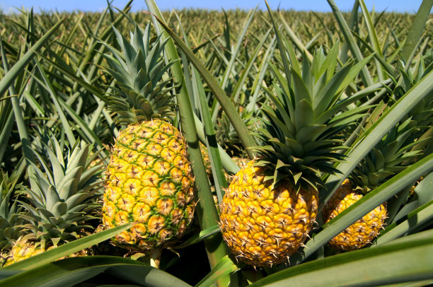 ananas