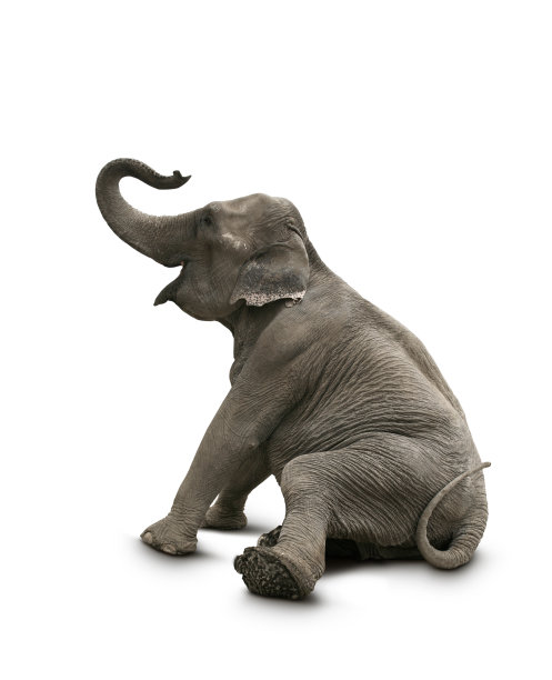 loxodonta
