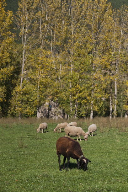 秋季草原牧场放牧羊群