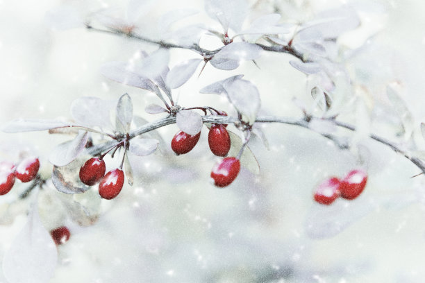 冬青红色浆果