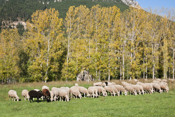 秋季草原牧场放牧羊群