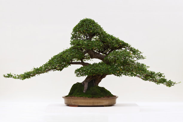 bonsai