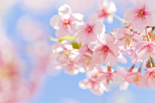 樱花