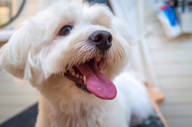 宠物猫宠物狗宠物店
