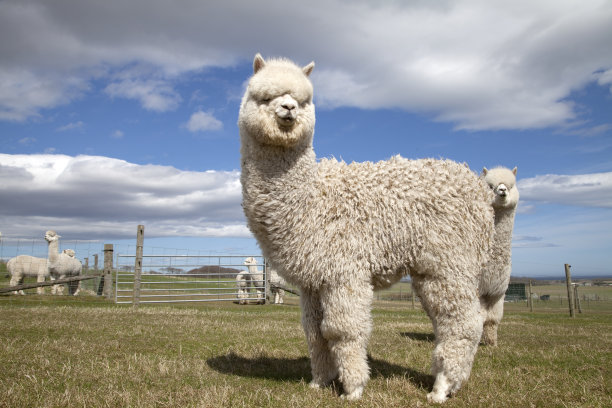 alpaca