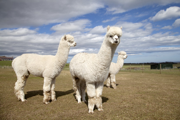 alpaca