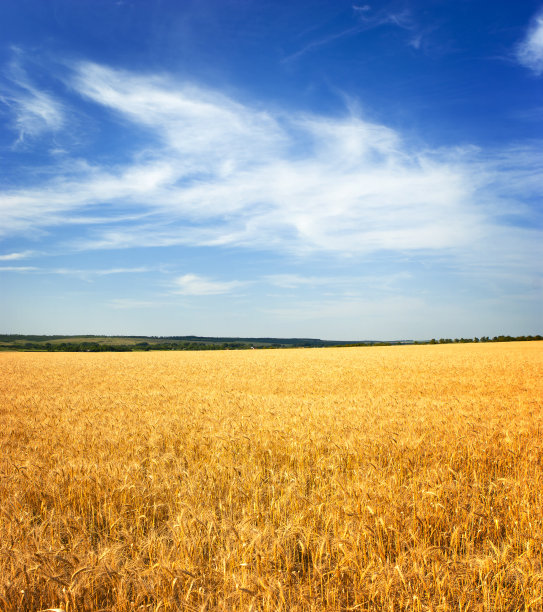 triticum