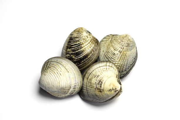tridacna