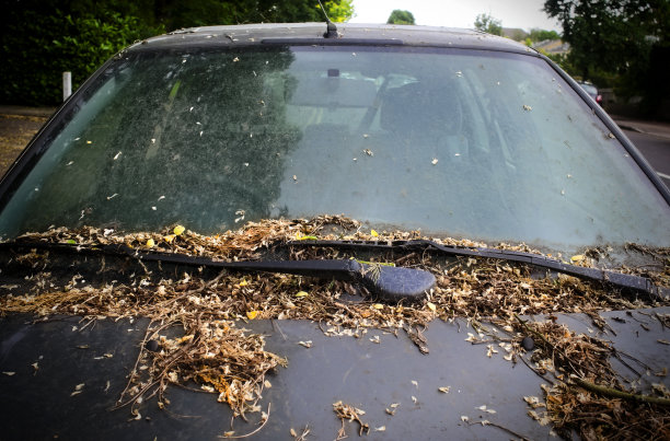 windscreen
