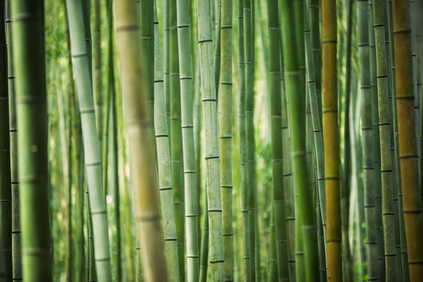 竹子林背景