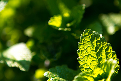 spearmint