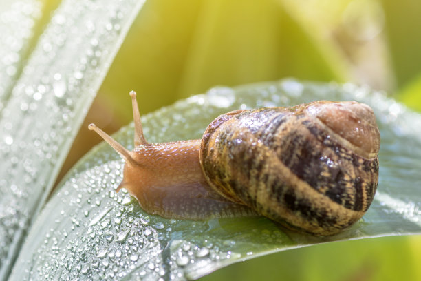 snail