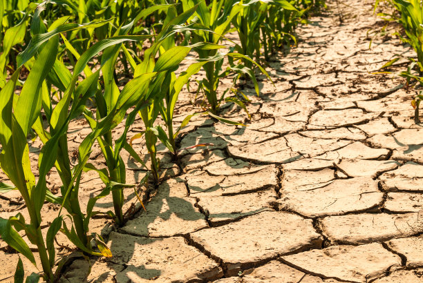 drought
