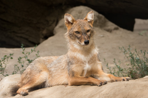 jackal