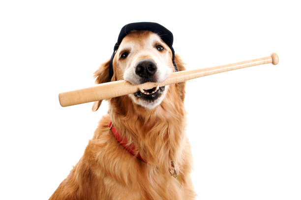 棒球帽狗狗