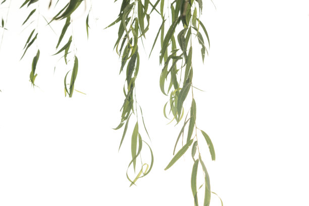 willow