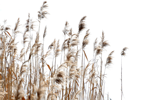reed