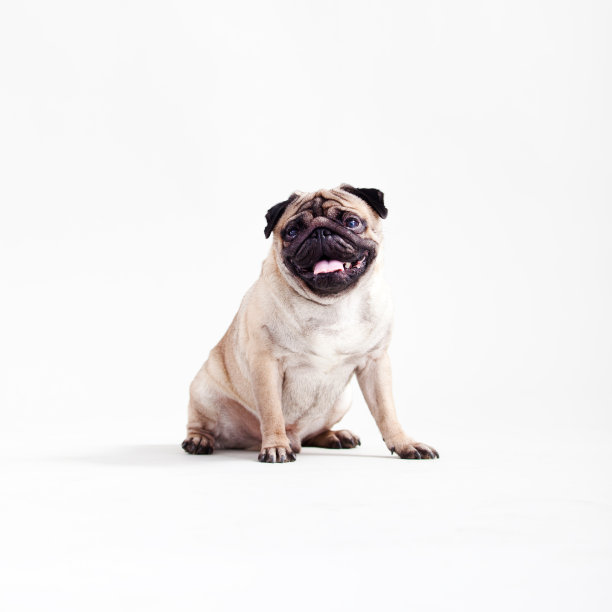 pug