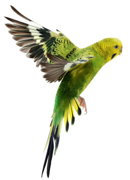 parrots