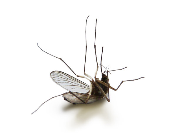 mosquito