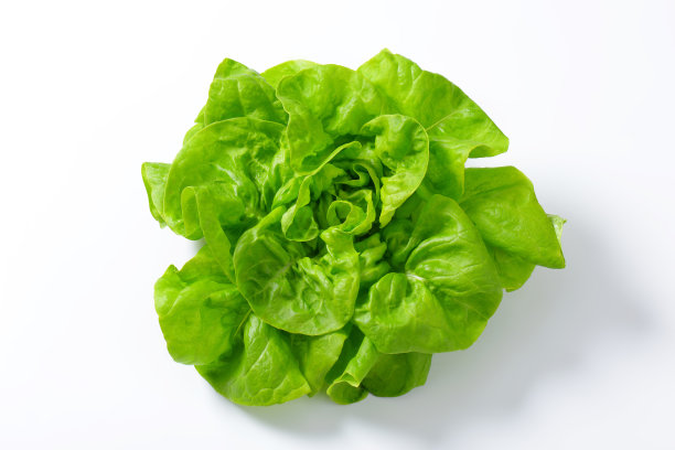 lactuca