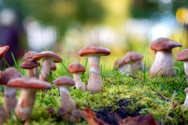 toadstool