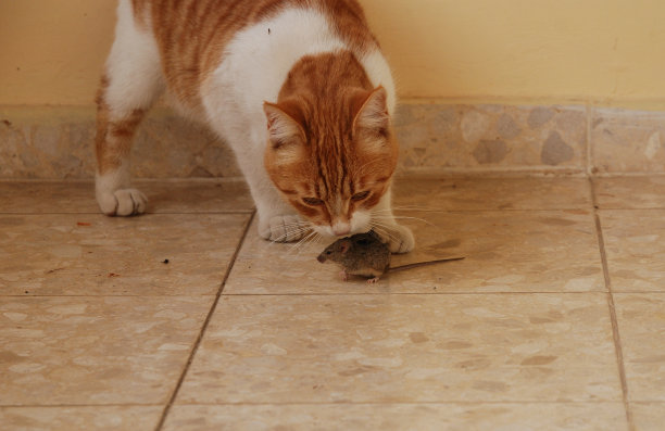 猫捉老鼠