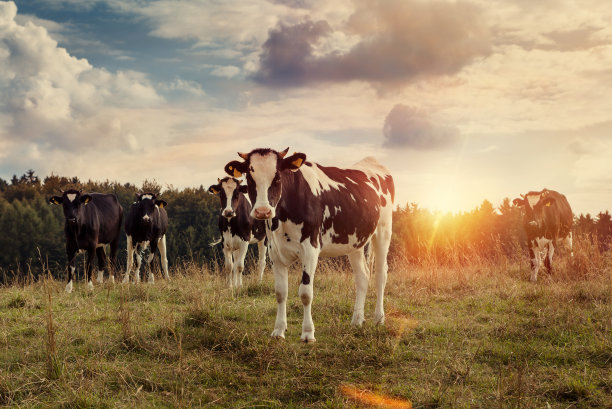 cow
