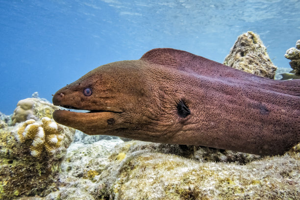 moray